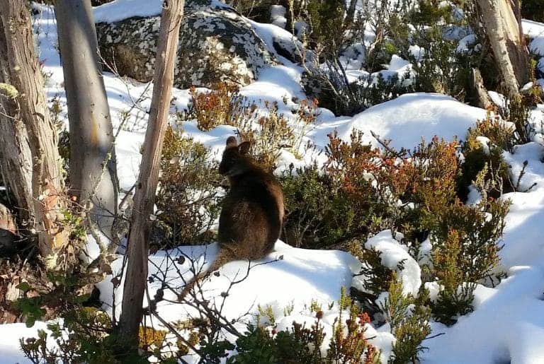 Winter In Tassie