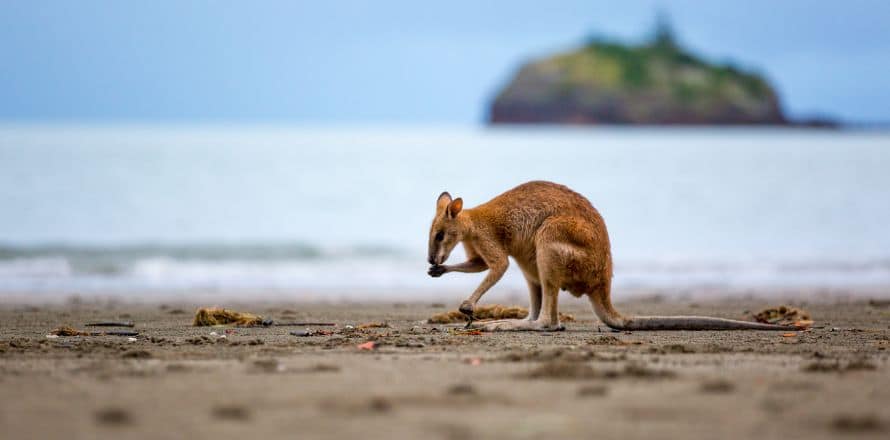 Do Take Precautions For The Unique Wildlife