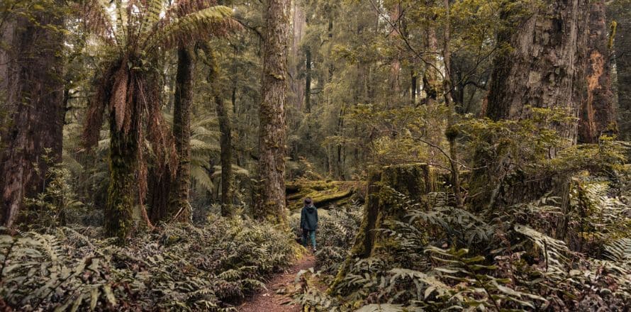 Tarkine Wilderness Rainforest Retreat